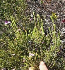 Euchaetis albertiniana