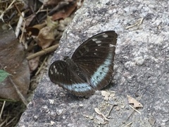 Tanaecia whiteheadi