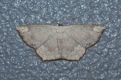 Peratostega deletaria