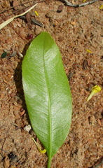 Ochna pulchra