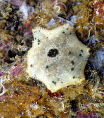 Meridiastra