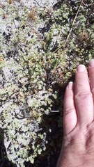 Adenogramma glomerata