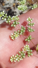 Adenogramma glomerata