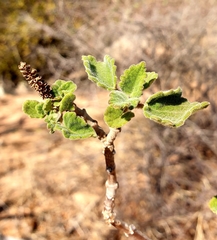 Tetradenia brevispicata