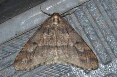 Erannis gigantea