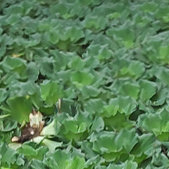 Pistia