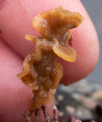 Primavelans insculpta