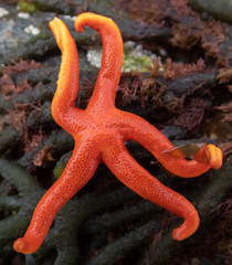 Henricia leviuscula