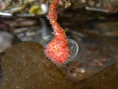 Boltenia villosa