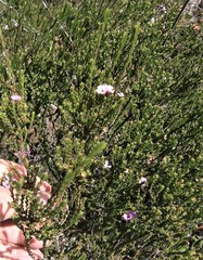 Euchaetis albertiniana