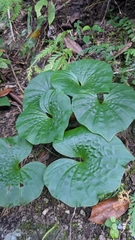 Nervilia concolor
