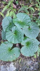 Nervilia concolor
