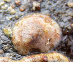 Crepipatella lingulata