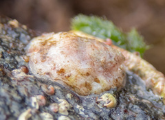 Crepipatella lingulata