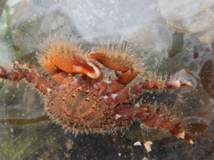 Hapalogaster mertensii