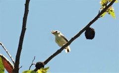 Polioptila nigriceps