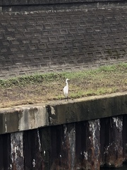 Ardea alba
