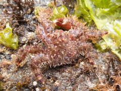 Hapalogaster mertensii