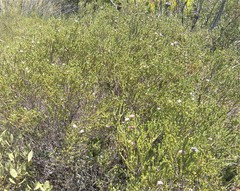 Euchaetis albertiniana