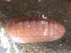 Lepidozona interstincta