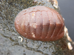 Lepidozona interstincta