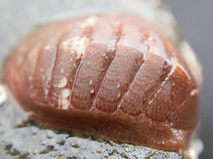 Lepidozona interstincta