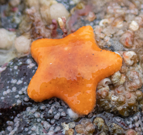 Leather Star, photo 5 of 10
