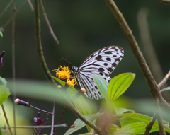 Ideopsis gaura