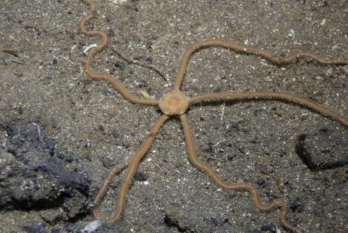 brittlestar