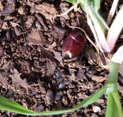 Macroscytus fraterculus