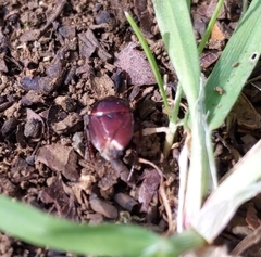 Macroscytus fraterculus