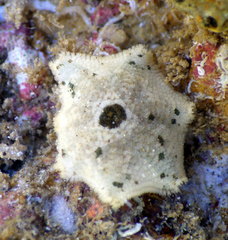 Meridiastra