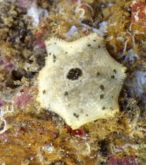 Meridiastra
