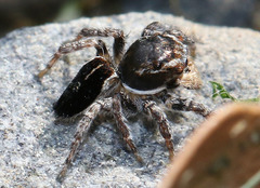 Maratus proszynskii