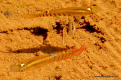 Aplocheilus lineatus