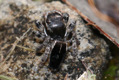 Maratus proszynskii