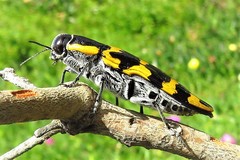 Cyrioides imperialis