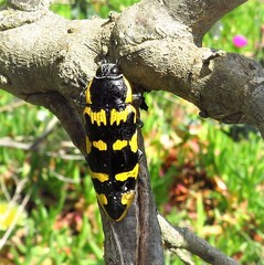 Cyrioides imperialis