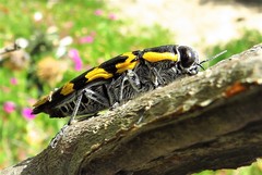 Cyrioides imperialis