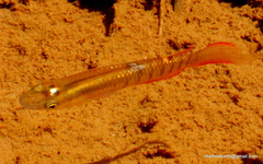 Aplocheilus lineatus