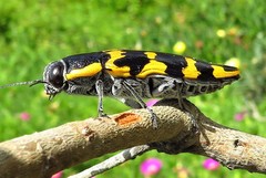 Cyrioides imperialis