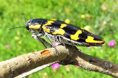 Cyrioides imperialis