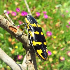 Cyrioides imperialis