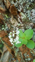 Crassula capensis capensis