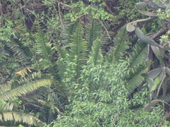 Encephalartos natalensis