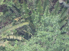 Encephalartos natalensis