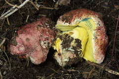 Butyriboletus autumniregius