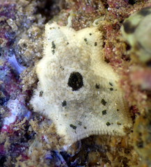 Meridiastra
