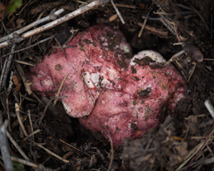 Butyriboletus autumniregius