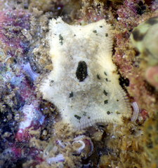 Meridiastra